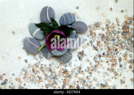 Beach life toujours composé de sable corallien et de galets galets fleur pourpre helebore Banque D'Images