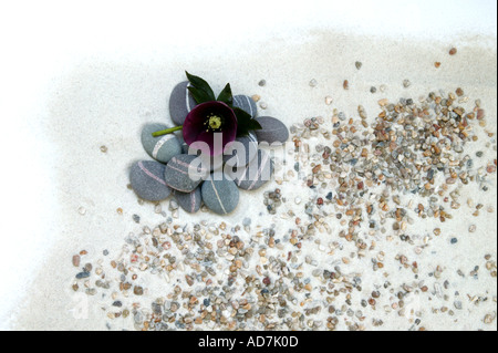 Beach life toujours composé de sable corallien et de galets galets fleur pourpre helebore Banque D'Images