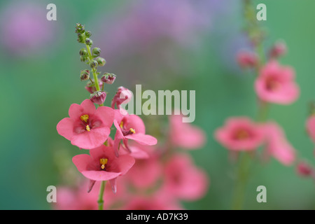 Diascia Pink Delight Banque D'Images