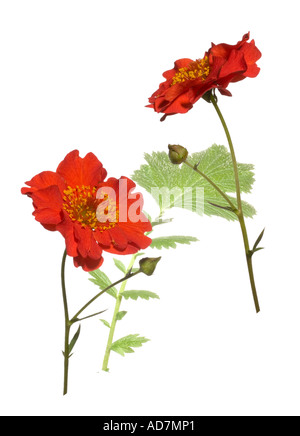 Geum, Mme Bradshaw. Plantes feuilles plein fond Surrey England Juin Banque D'Images