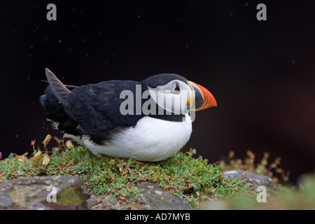 Macareux moine (Fratercula arctica) assis dans la pluie à Nice avec alerte dark hors focus contexte skokholm Banque D'Images