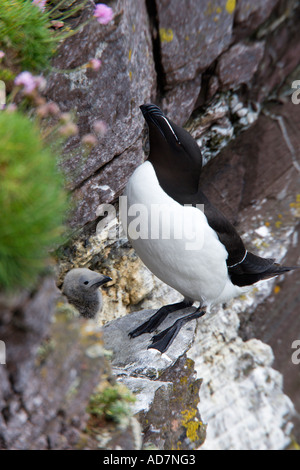 Petit pingouin (Alca torda) sur la corniche de nidification jusqu'à skokholm avec chick Banque D'Images