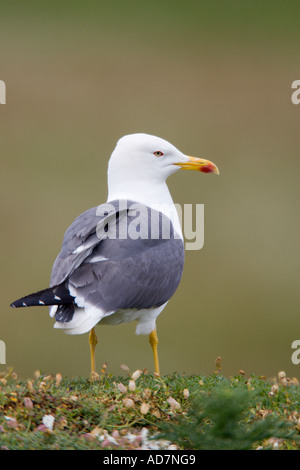 Goéland argenté Larus argentatus comité permanent à Nice avec alerte hors focus contexte skokholm Banque D'Images