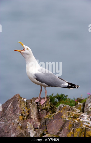 Goéland argenté Larus argentatus debout sur la tête de roches ouvert bec appelant du flou en arrière-plan la mer skokholm Banque D'Images