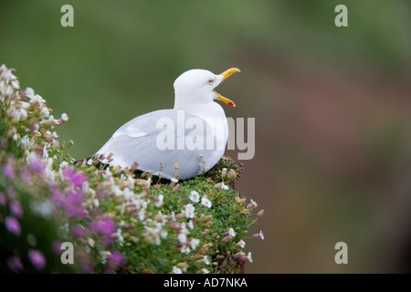 Goéland argenté Larus argentatus assis thrift couverts ledge avec beak ouvrir appelant avec nice hors focus contexte skokholm Banque D'Images