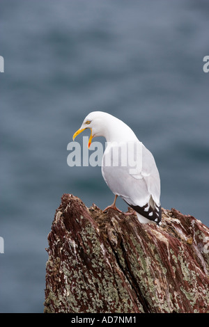 Goéland argenté Larus argentatus sitting on rock avec bec ouvert vers le bas avec l'appel à la mer en arrière-plan skokholm Banque D'Images