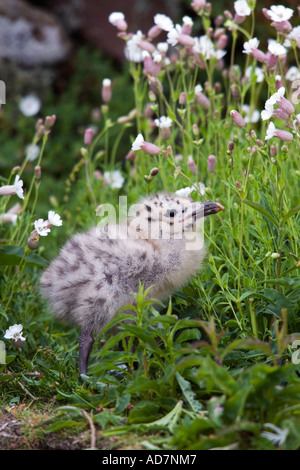 Goéland argenté Larus argentatus chick dans la végétation skokholm Banque D'Images