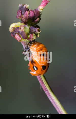 Coccinelle arlequin Harmonia axyridis chrysalide sur Honeysuckle avec nice hors focus contexte bedfordshire potton Banque D'Images