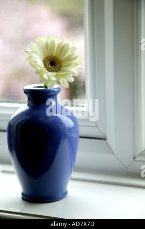 Gerbera flower blanc en bleu vase sur appui de fenêtre en face de la fenêtre Banque D'Images