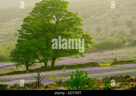 Trois grands arbres debout à côté d'un mur en pierre sèche à Dartmoor avec champs de jacinthes tout autour de