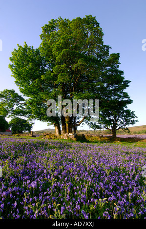 Trois grands arbres debout à côté d'un mur en pierre sèche à Dartmoor avec champs de jacinthes tout autour de