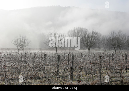 Le gel d'hiver couverts de vignes dans la brume au petit matin dans la vallée du Lot dans le sud-ouest de la France Banque D'Images