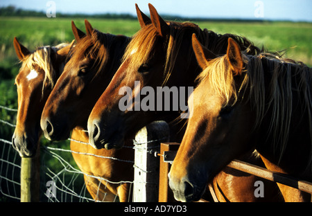 Suffolk Punch chevaux à Hollesley Bay, Suffolk, UK. Banque D'Images