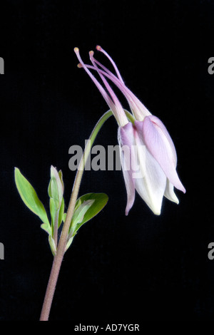 Aquilegia Ancolie étoile bleue sur fond noir Banque D'Images