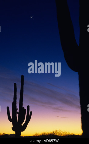 La silhouette du Saguaro cactus coucher du soleil au crépuscule avec croissant de lune près de Arizona State Buckeye USA Banque D'Images