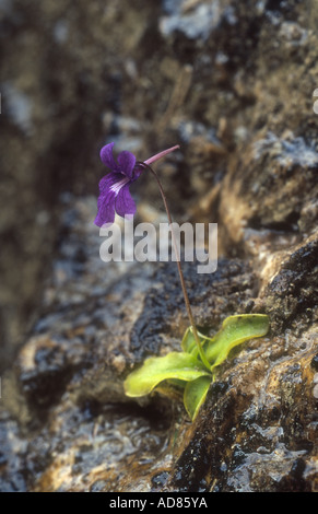 Grassette à grandes fleurs Pinguicula grandiflora plante en fleur sur la roche humide, face Pecos de Europa, Espagne Banque D'Images