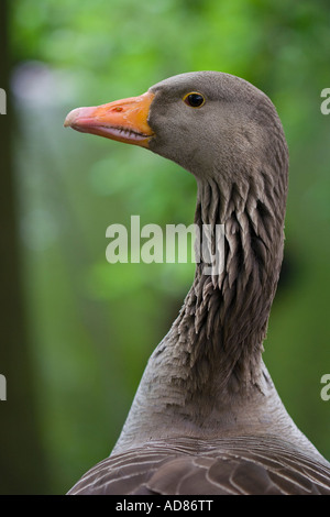 Grey Goose Anser anser européenne Banque D'Images