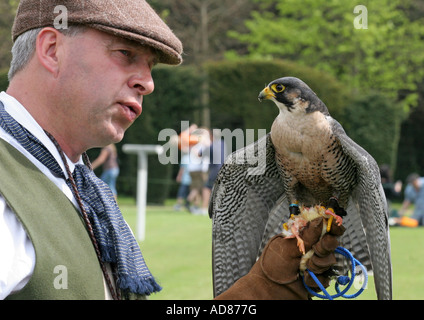 Gentelman Falconer et un oiseau de proie avec un capot en cuir Gant de Raphael la fauconnerie sur St George's day arracher Park Banque D'Images