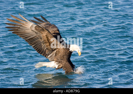 Pygargue à tête blanche Haliaeetus leucocephalus Homer ALASKA USA Février à attraper des poissons adultes Accipitridae Banque D'Images