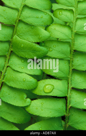 Raindrops sur les nouvelles feuilles de Fern de Noël Polystichum acrostichoides est des Etats-Unis, par Skip Moody/Dembinsky photo Assoc Banque D'Images