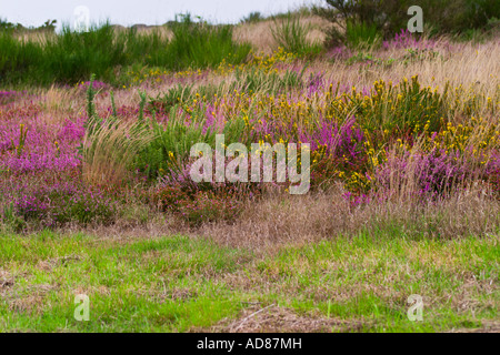 Fleurs d'automne colorés Banque D'Images