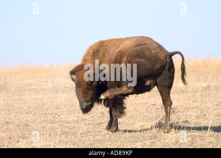 American Bison bison bison Réserve de prairie à herbes Pawhuska Florida United States 8 Juillet Banque D'Images