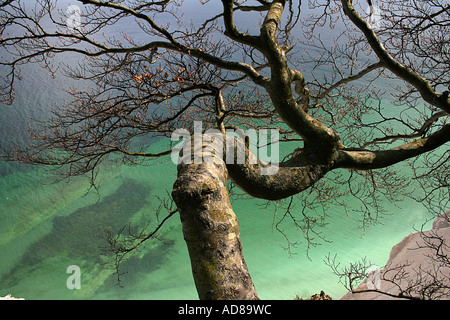 Les roches de craie, Kreidefelsen Møn Møns Klint Klint Holm Klinteskoven Daenemark Danmark Danemark Banque D'Images