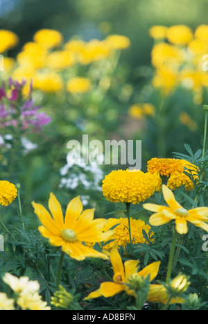 'IRISH EYES' SUSANS BLACK-eyed ET ŒILLETS DANS UN JARDIN DU MINNESOTA. L'été. Banque D'Images