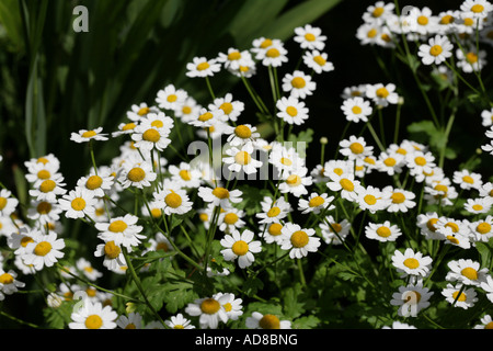 Grande camomille médicinales cultivées dans un jardin de cheshire angleterre Banque D'Images