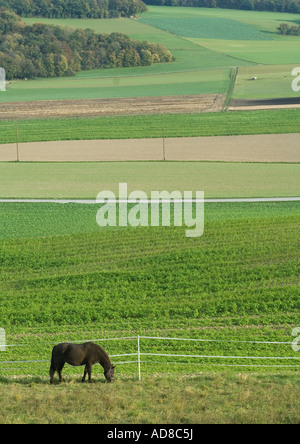 Le pâturage dans le vert Pâturage de chevaux Banque D'Images