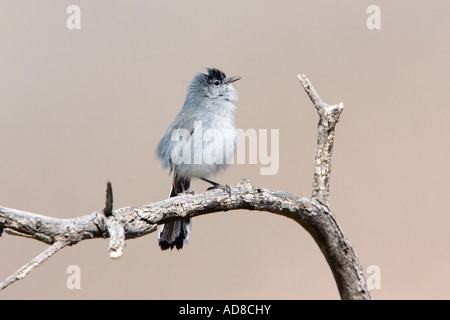 Gobemoucheron à queue noire Polioptila nigriceps Pima Tucson ARIZONA Co United States 22 février homme adulte Banque D'Images