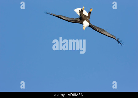 Pygargue à tête blanche Haliaeetus leucocephalus Homer ALASKA USA Adultes février à l'envers laissant tomber sur le poisson Accipitridae Banque D'Images