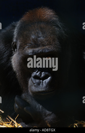 Gorille de plaine de l'Ouest Parc Animalier Howletts Kent Banque D'Images