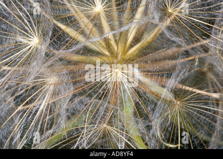 Tragopogon pratensis Barbe Seedhead Banque D'Images