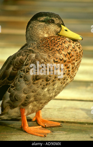 Portrait d'une femelle Canard colvert (Anas platyrhynchos) Banque D'Images