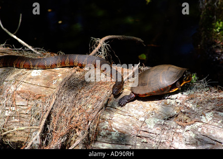 Couleuvre d'eau rencontre Tortue peinte de pèlerin sur tronc d'arbre dans le premier parc d'état d'atterrissage Virginia Beach United States America Banque D'Images