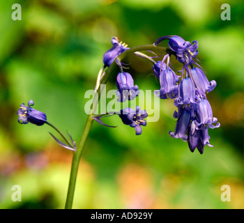 Tige simple avec une grappe de fleurs jacinthes macro close up Banque D'Images