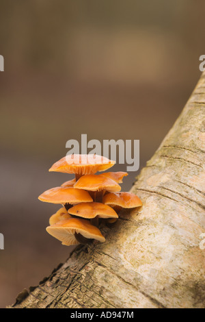 La queue de velours champignon Colybie a sur birch Skipwith Monnaie nord Yorkshire Février Banque D'Images