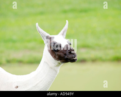 Llama à Longleat Safari Park Wiltshire UK Banque D'Images