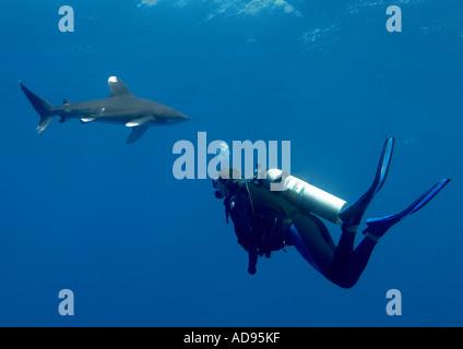 Plongeur avec requin à pointe blanche océanique de la Mer Rouge Banque D'Images