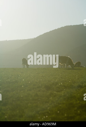 Les vaches qui paissent dans les pâturages verts Banque D'Images