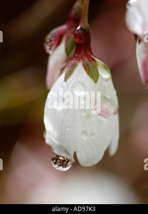 Des gouttes d'eau les pétales d'un Prunus incisa 'La Mariée' Fuji décidues cerisier. Banque D'Images