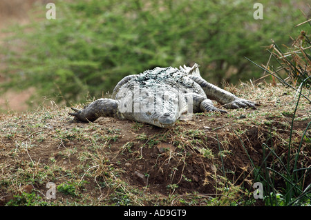 Crocodile du Nil dans le parc national de Tsavo Ouest Kenya Banque D'Images