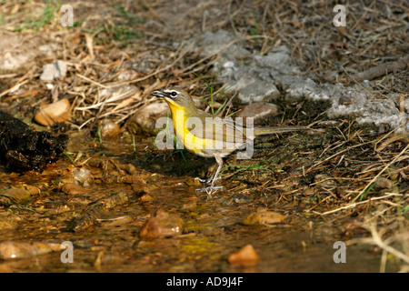 Nonpareil Banque D'Images