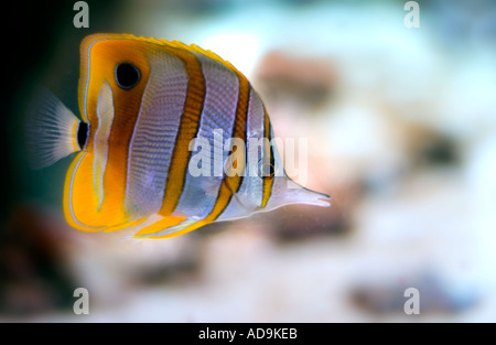 Papillon chelmon à bec des poissons dans un aquarium Banque D'Images