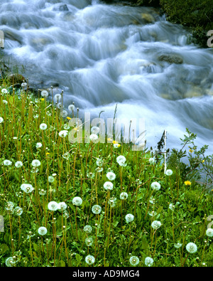 USA - L'ÉTAT DE WASHINGTON : Détail dans Pinocht National Forest Banque D'Images