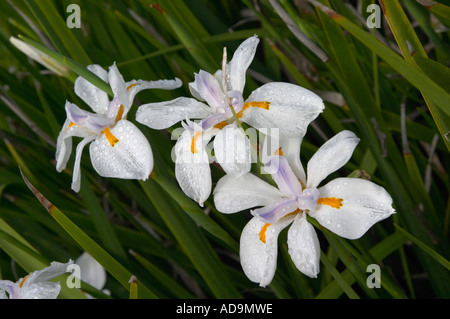 L'iat iris blanc pavillon à Venise Venice Beach en Floride