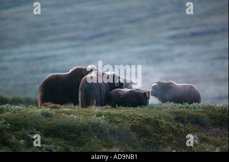 Troupeau de boeufs musqués dans le parc national de Dovrefjell, Dovre, la Norvège. Banque D'Images