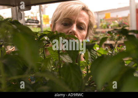 Femme choisissant plantes en jardinerie, Bracknell, Berkshire, Royaume-Uni. Banque D'Images