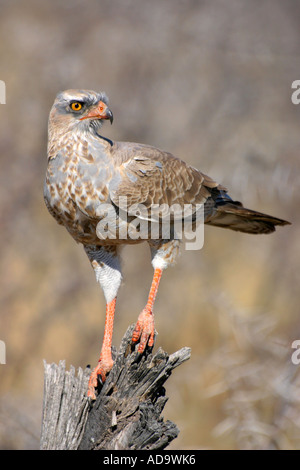 Autour des palombes juvénile chant pâle Melierax Podiopterus en Afrique Namibie Etosha National Park Banque D'Images